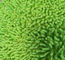 O Chenille pequeno verde de Microfiber 650gsm dobrou almofadas molhadas do espanador do bolso de 13*47cm Oxford